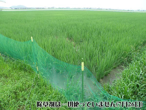 真空加工＞完全無農薬合鴨農法コシヒカリ （生産地：滋賀県彦根市産